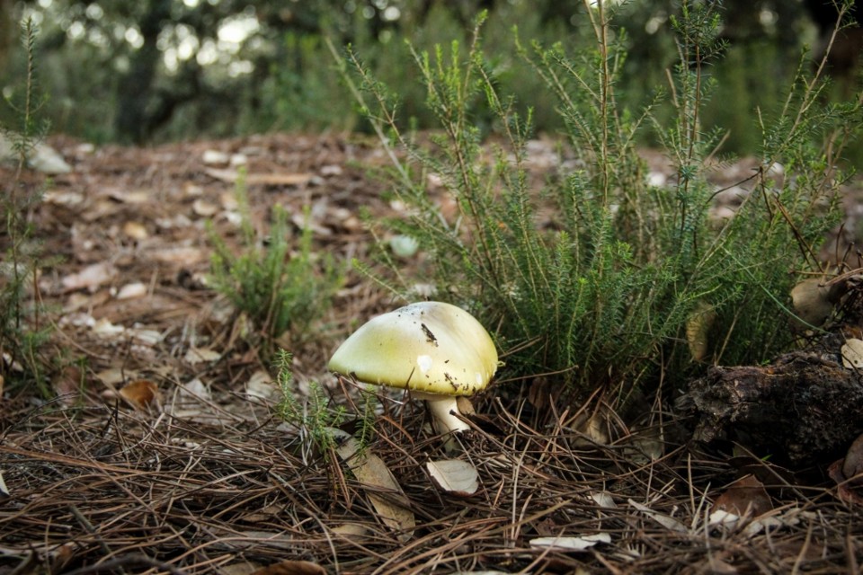 amanita phalloides 1.jpg amanita phalloides 1.jpg