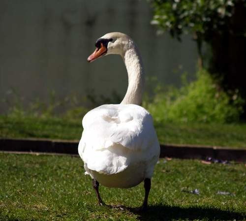 cisne1.jpg
