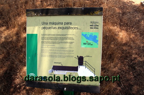 Donana_A_20.JPG