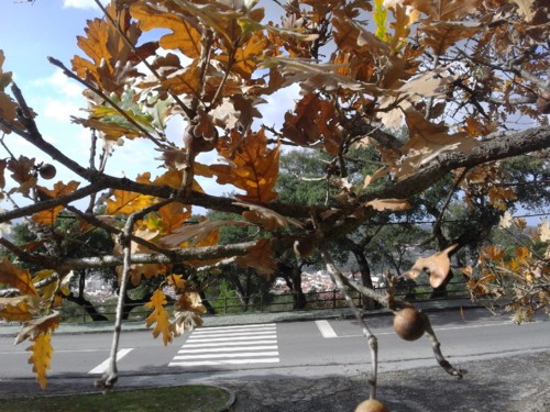 Carvalho Negral. Original DAPL. 2017.jpg