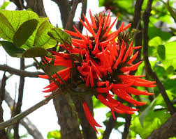 MULUNGU2.jpg