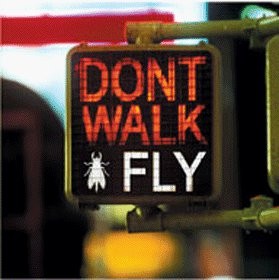 dont-walk-fly.jpg