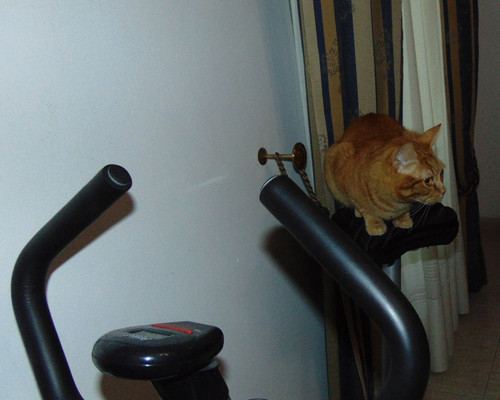 a-bike-do-gato.JPG