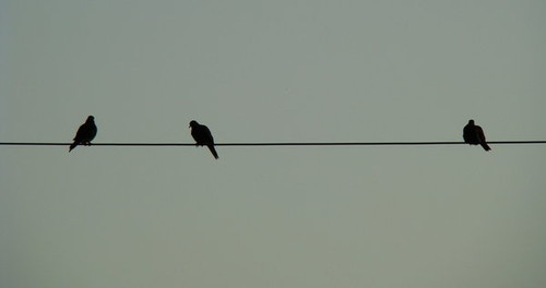 Birds on a Wire by GramMoo (from DeviantArt)