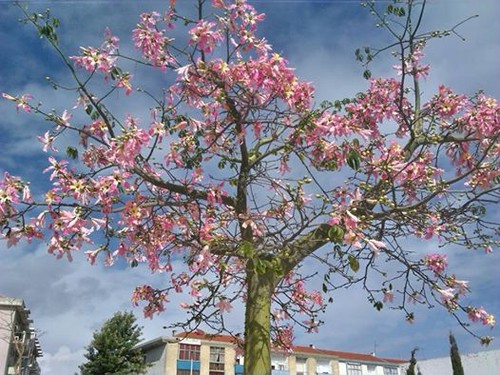 14570353_10208671141634552_1222842584470790807_n.j