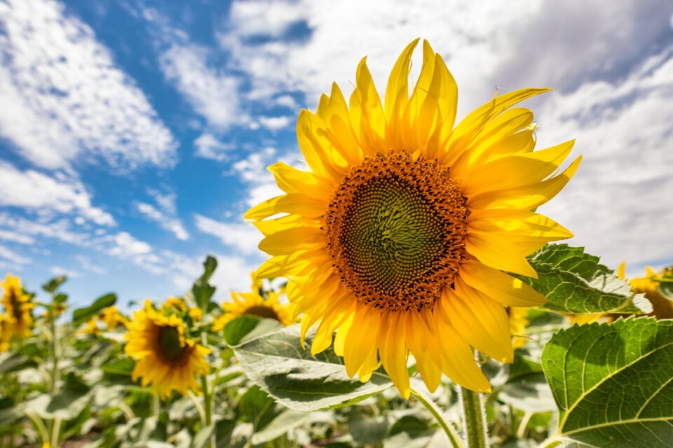 campo de girassois  Valadolid segógia 03 2024.jpg