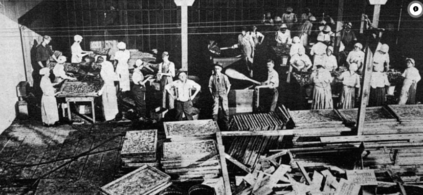 os portugueses em point loma.PNG