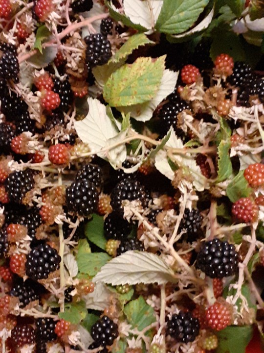 Amoras para compota. Foto original. 2021.08.07.jpg