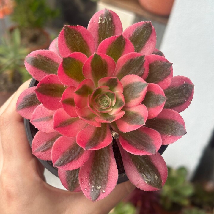 aeonium-pink-witch.jpg