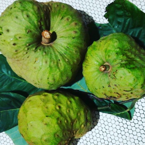 48371036_1268135706659521_2140241757613326336_n.jp