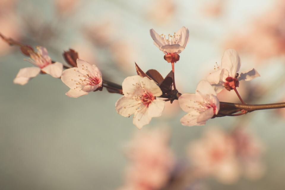 ameixeira-de-jardim 4.jpg