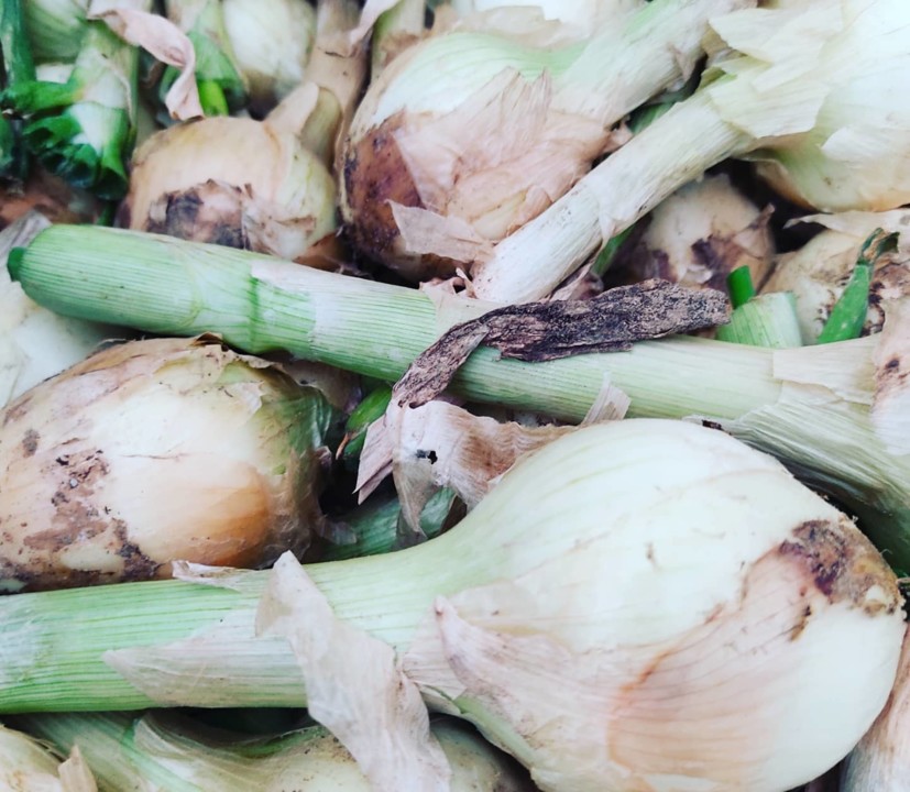 166101162_1982916615181423_7198091010990132504_o.j