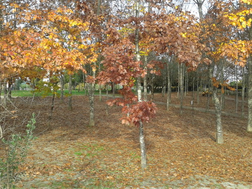 Cores de Outono.jpg Cores de Outono.jpg