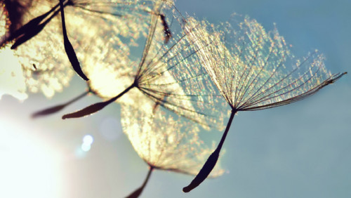 pusteblume-large.jpg pusteblume-large.jpg