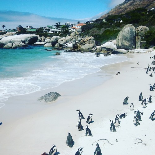 pinguins africanos.jpg