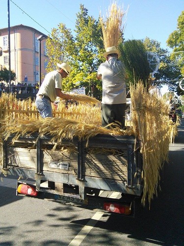 Cortejo 2015 22 Cortejo 2015 22