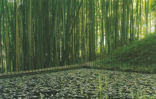 Jardim Botânico bambuzal.jpg