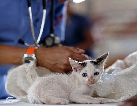 veterinaria.jpg veterinaria.jpg