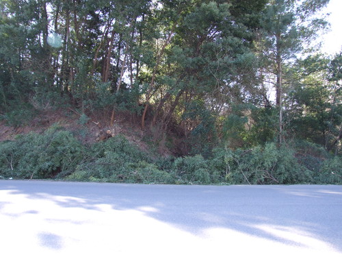 valongo do Vouga limpeza Bermas.JPG