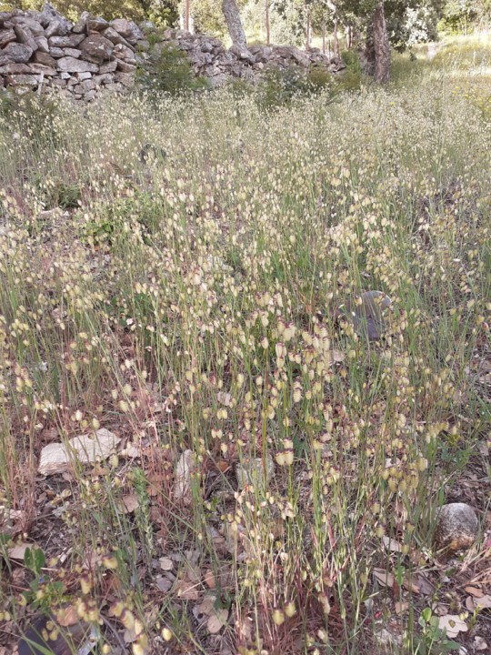 Bole Bole. Foto Original. 2021.05.11.jpg