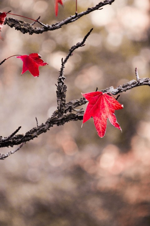 outono_quinta_das_conchas 18.jpg