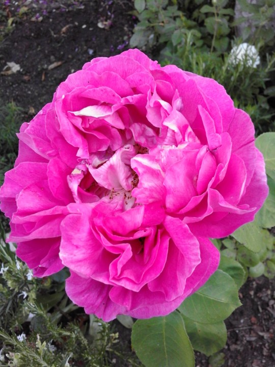Rosa de Alexandria. 2019. 05. jpg