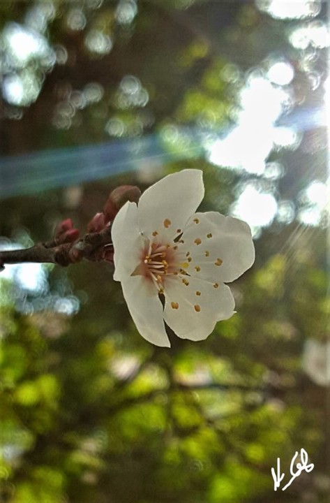 Biblioteca livre.jpg Biblioteca livre.jpg