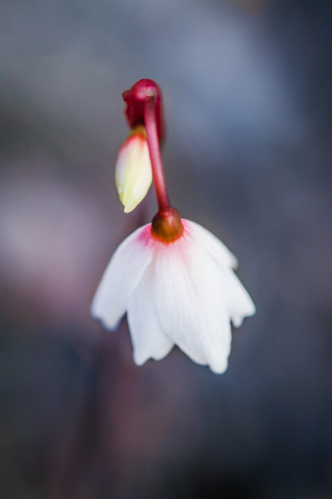 campainhas de outono 1.jpg