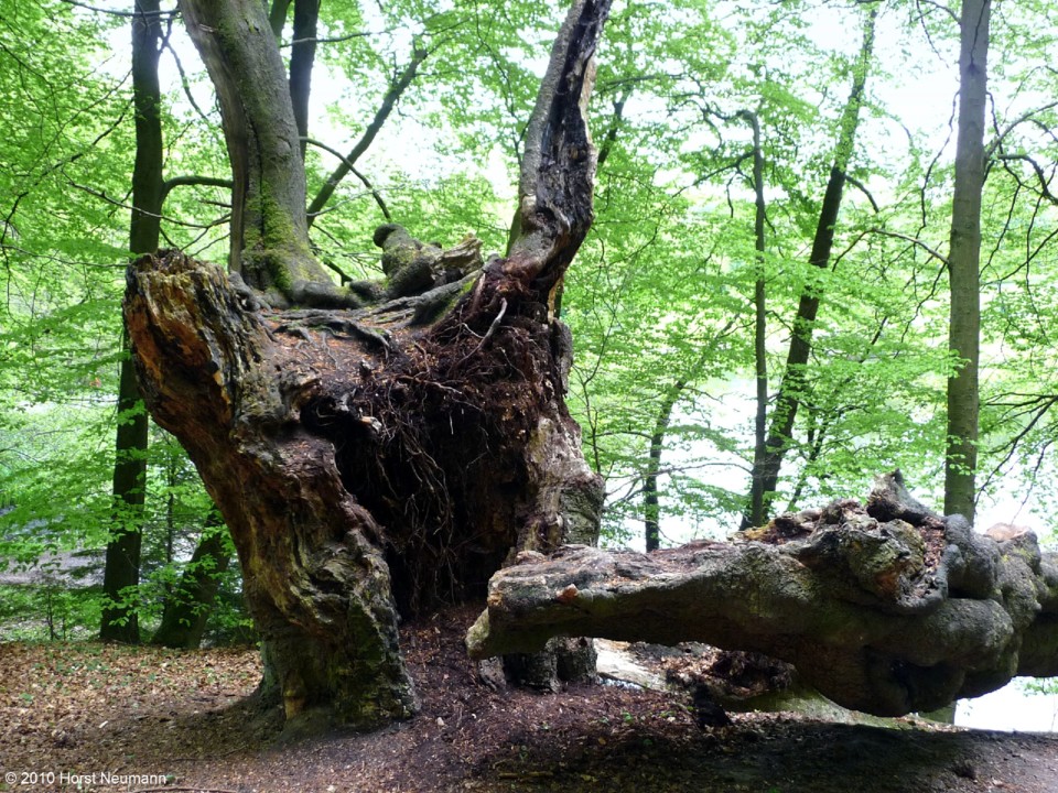 2010-05-14 Externsteine 025.JPG