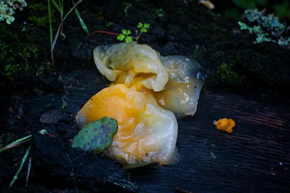 tremella aurantia 2.jpg