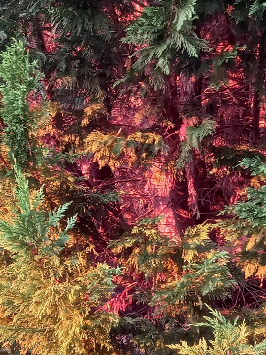 (Efeito do pôr do sol nas árvores)