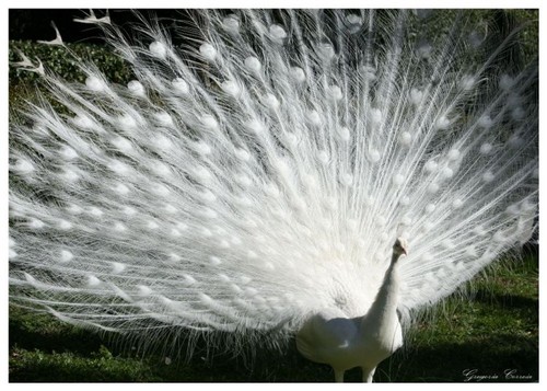 Pavão branco.jpg