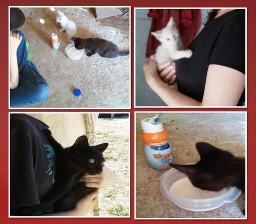 rafaeleamigo.jpg rafaeleamigo.jpg