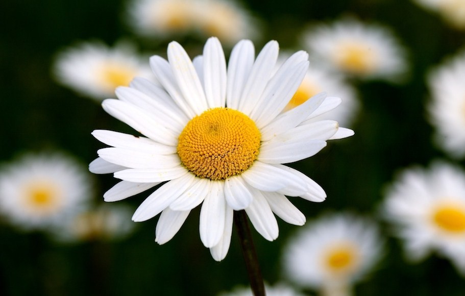 malmequer1.jpg malmequer1.jpg