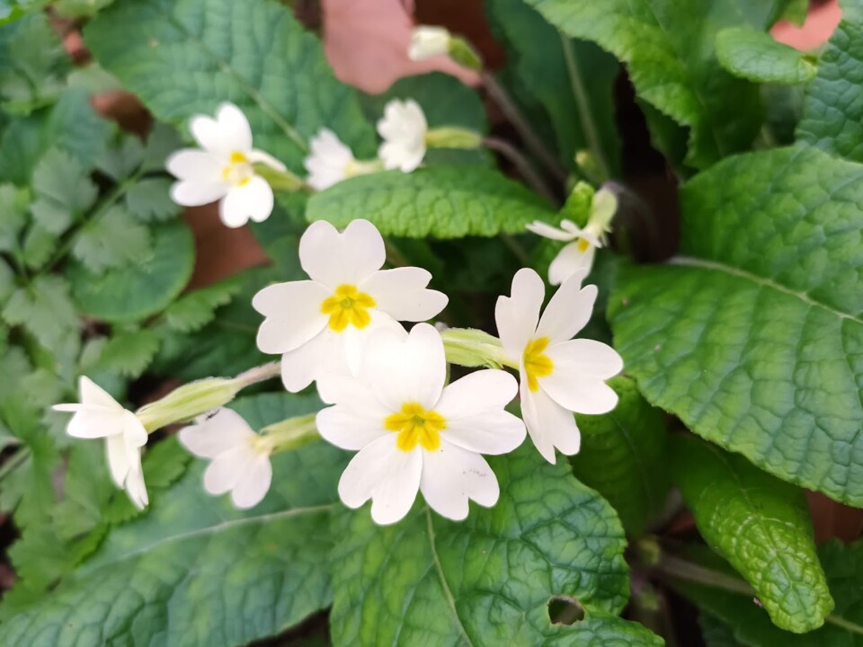 Não me canso disto flores.jpg