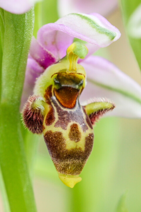 flor dos passarinhos 6.jpg