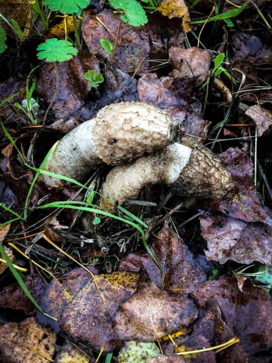 phallus impudicus 9.jpg