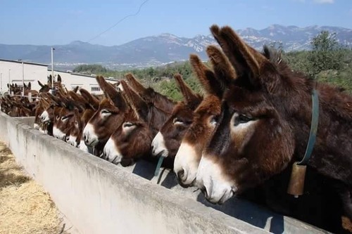 burros.jpg burros.jpg
