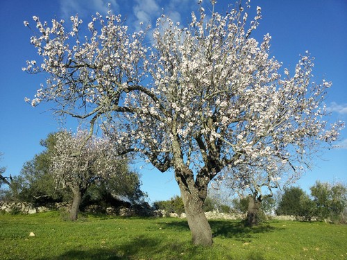 amendoeiras_roberto.jpg amendoeiras_roberto.jpg