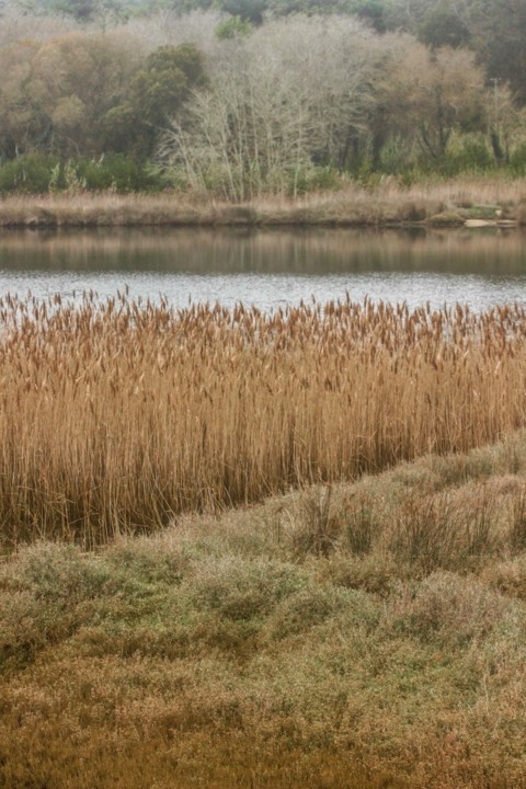 lagoa de obidos 9.jpg