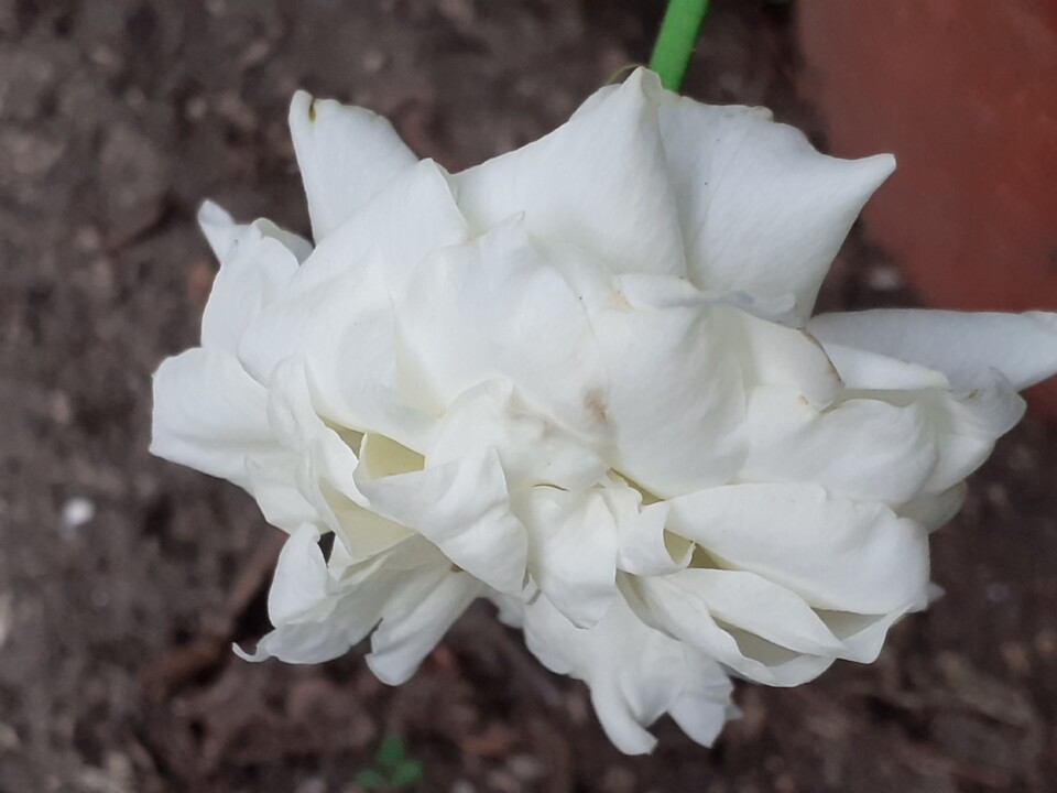 Foto Original. Rosa branca. 2022.08.23.jpg