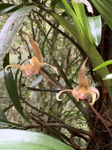Orquideas 1.jpg
