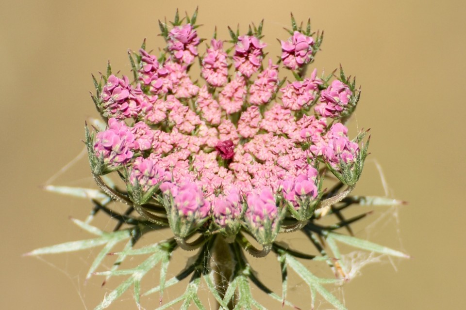 daucus carota 8.jpg