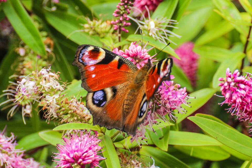 borboleta-pavao 4.jpg