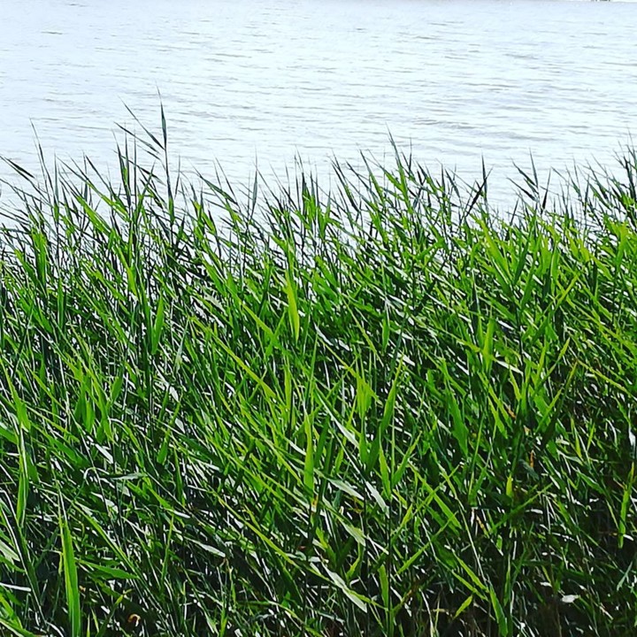 57176869_1349192801887144_4487921295933046784_n.jp