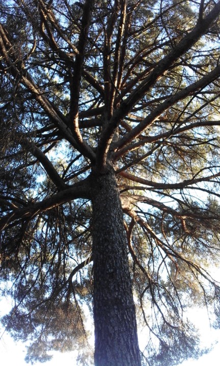 Pinheiro Manso. Foto Original. 2020. 07. jpg