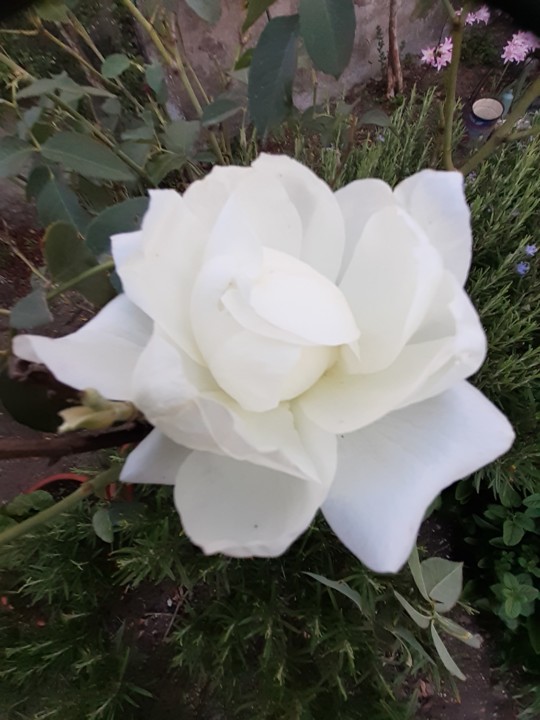 Rosa branca. Foto original. 2021.09.18.jpg