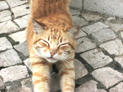 IMG_3703.JPG IMG_3703.JPG