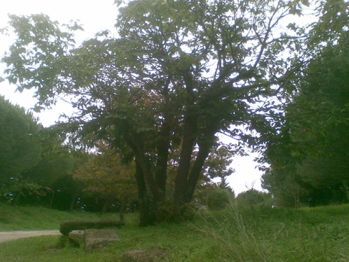 Castanheiro Parque 4. Foto de F. M. C. L.
