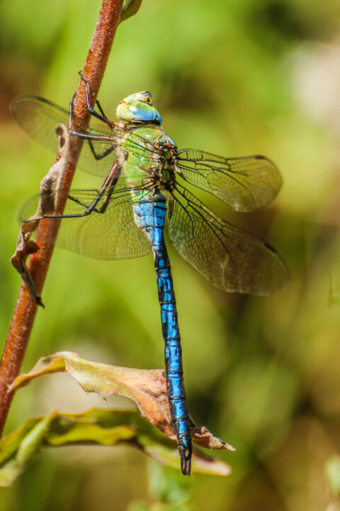 imperador-azul 2.jpg